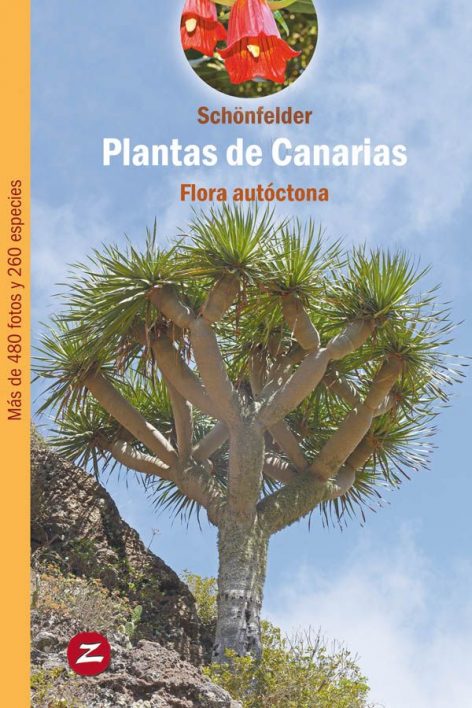 Plantas de Canarias, flora autóctona