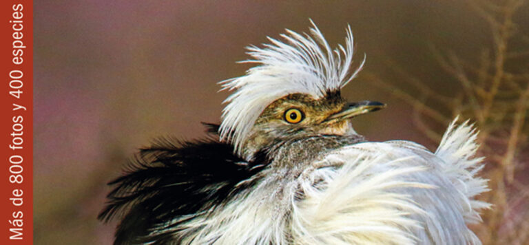 Todas las Aves de Canarias, avutarda hubara