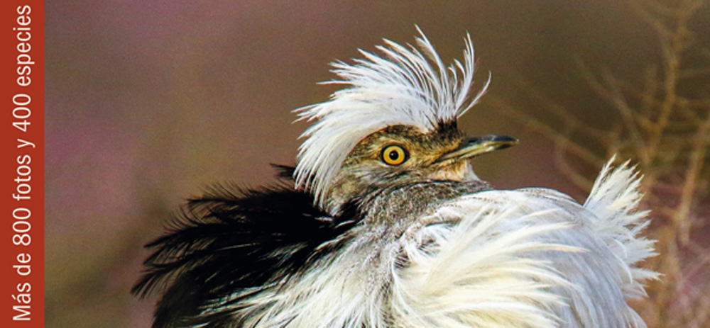 Todas las Aves de Canarias, avutarda hubara