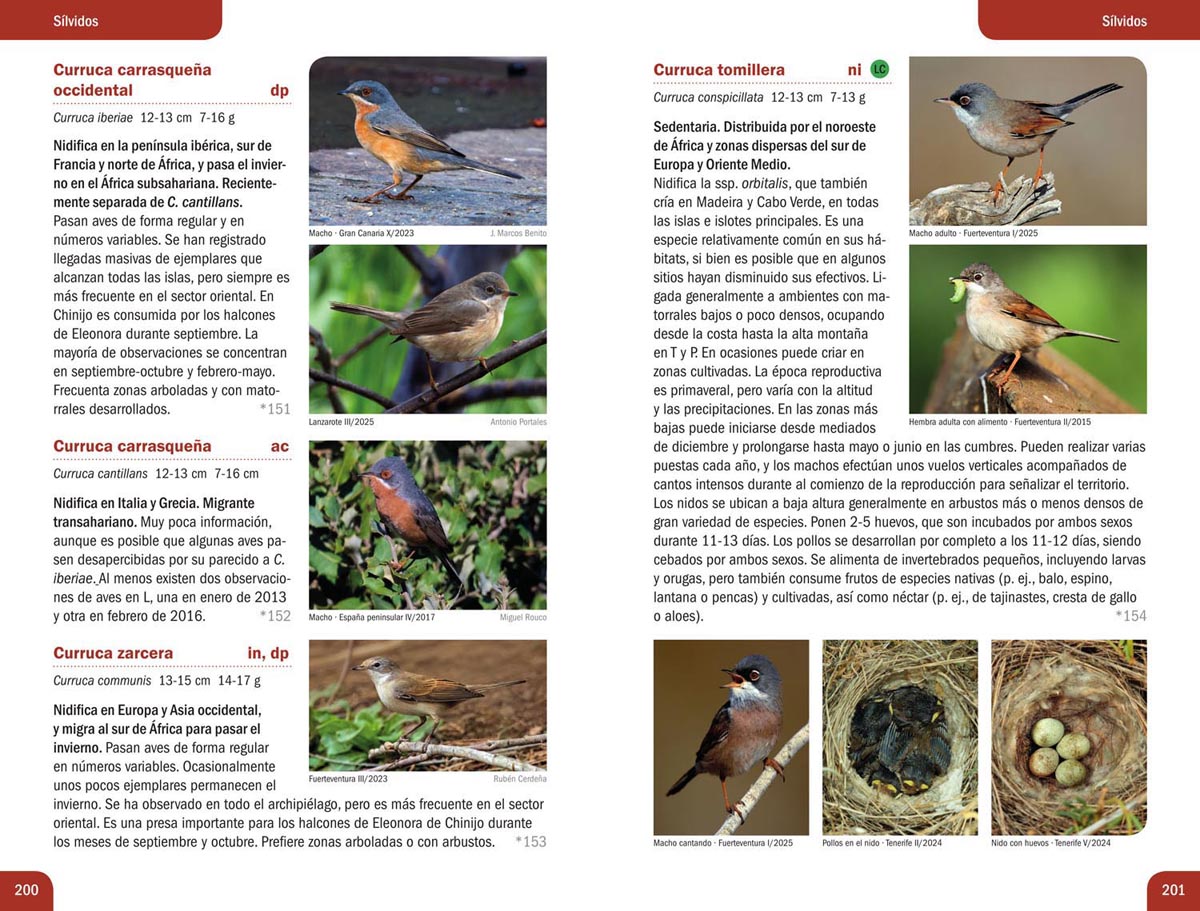 Currucas, aves en Fuerteventura