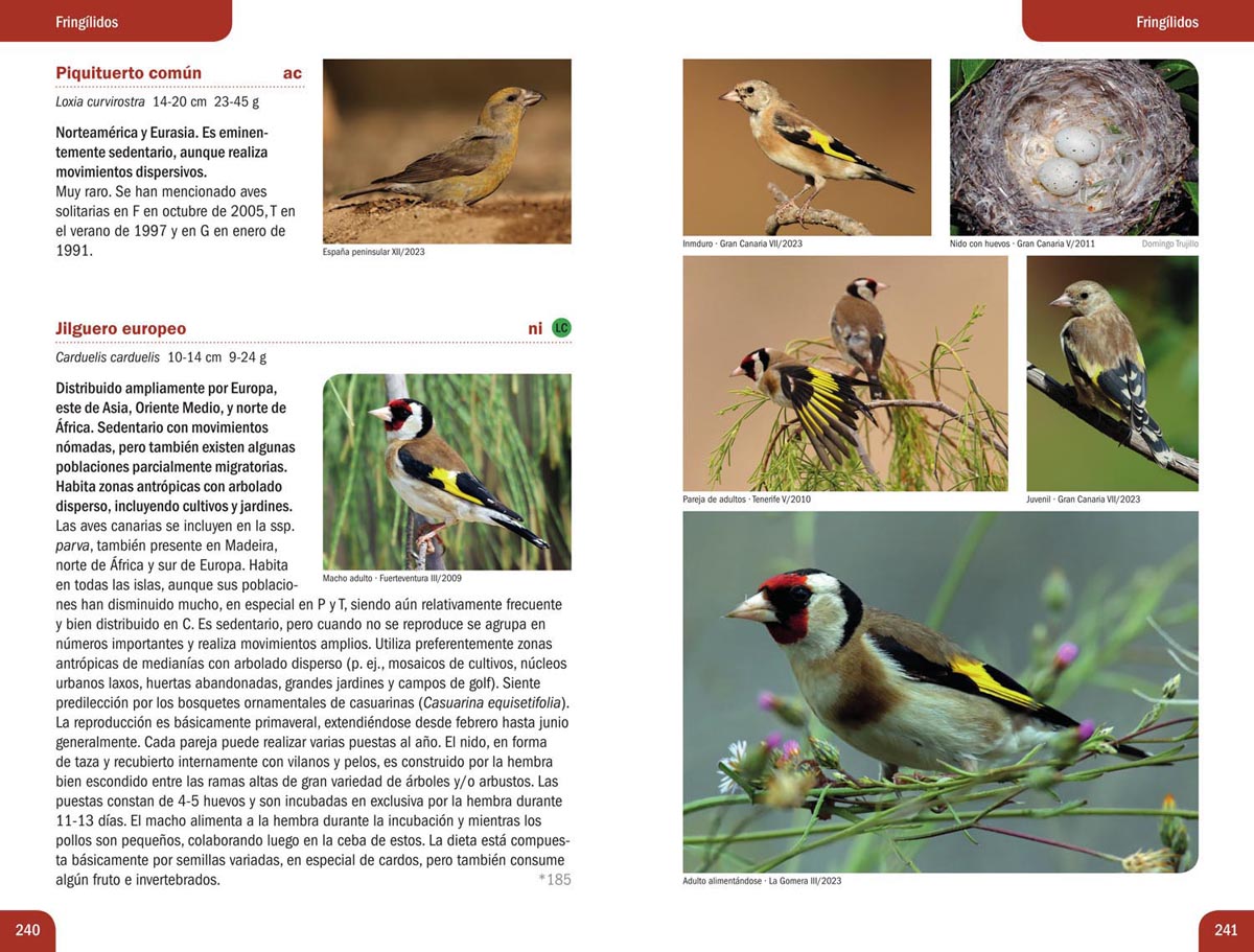 Jilguero europeo, una especie paseriforme 