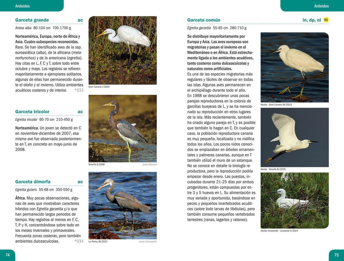 Garcetas, aves no paseriformes 