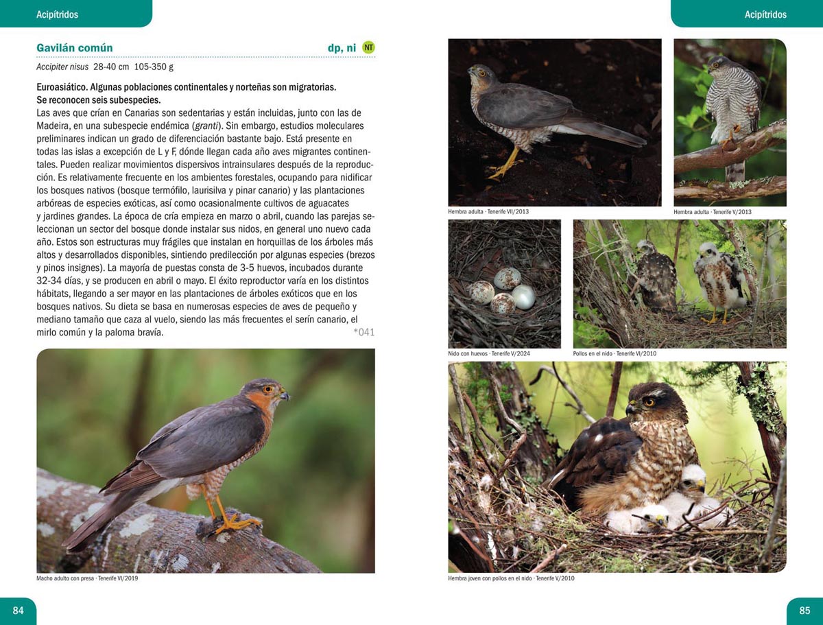 Gavilán común, una especie no paseriforme de Canarias